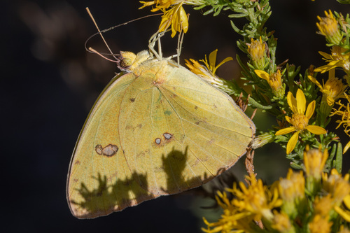 Cloudless Sulphur