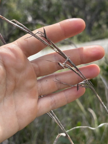 Cymbopogon refractus observed 2026-10-25