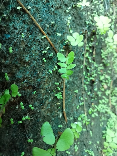 black maidenhair fern