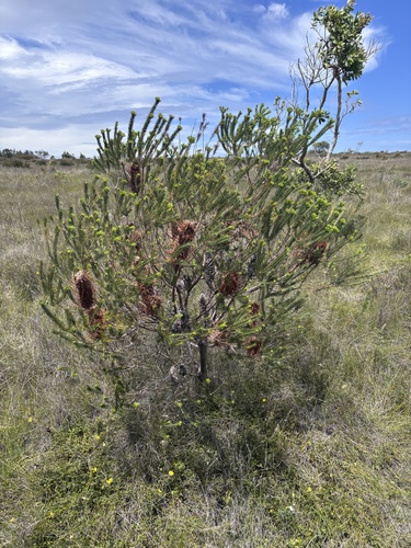 Banksia ericifolia observed 2026-10-25