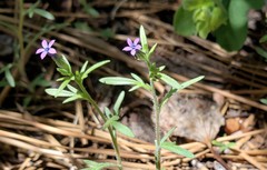 Allophyllum gilioides