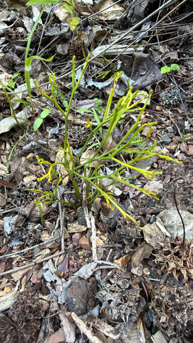 Psilotum nudum observed 2026-10-26