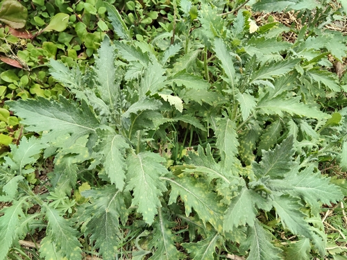 Senecio biserratus, 2026-10-26