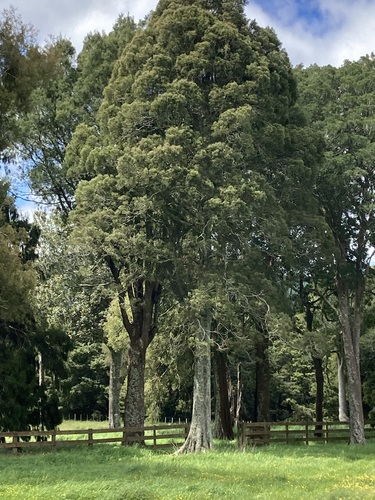 Dacrycarpus dacrydioides observed 2026-10-26