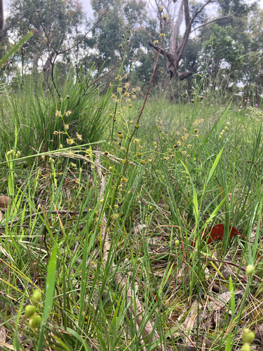 Drosera peltata observed 2026-10-26
