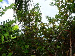 Aphloia theiformis