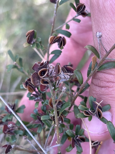Pultenaea retusa observed 2026-10-25