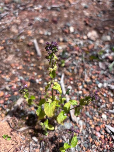 Stachys arvensis observed 2026-10-26