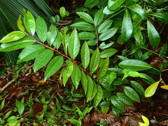 Aphloia theiformis