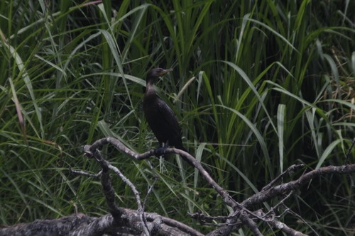 Cormorán Neotropical