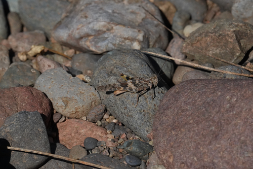 Pallid-winged Grasshopper