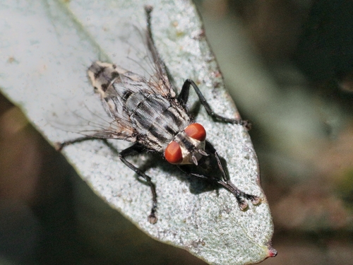 Common Flesh Flies