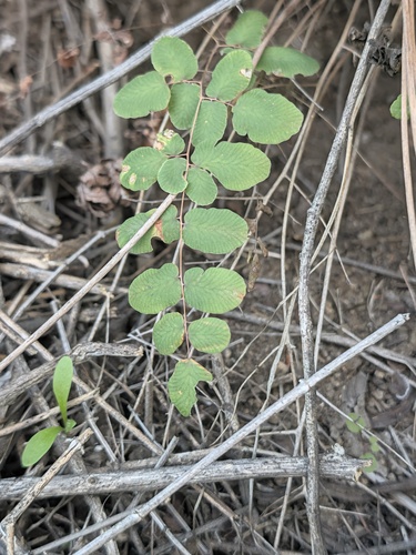 Pellaea andromedifolia, 2026-10-25
