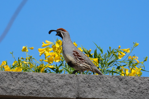 Gambel's Quail