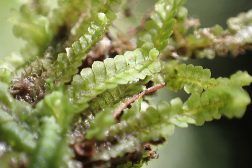 Notoscyphus lutescens observed 2026-10-23
