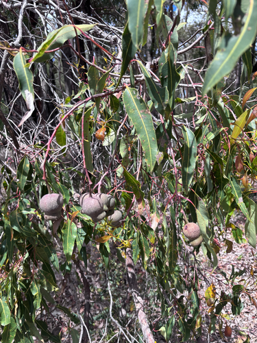 Corymbia calophylla observed 2026-10-26