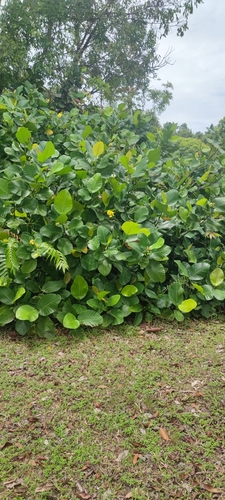 Dillenia observed 2026-10-26