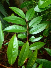 Aphloia theiformis