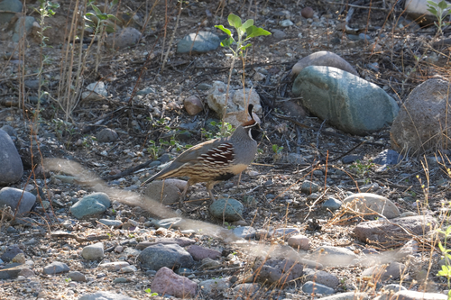 Gambel's Quail
