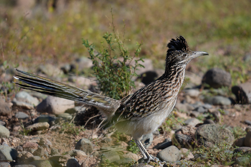 Greater Roadrunner