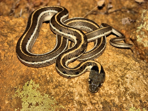 Black-necked Garter Snake