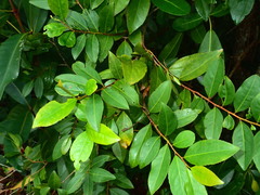 Aphloia theiformis