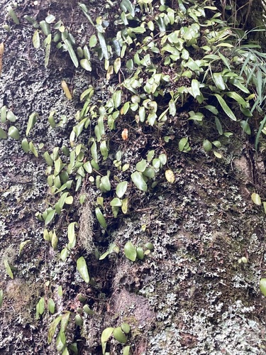 Pyrrosia eleagnifolia observed 2026-10-26