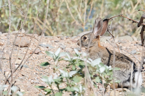 Desert Cottontail