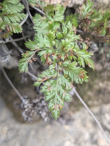 Hypolepis observed 2026-10-25