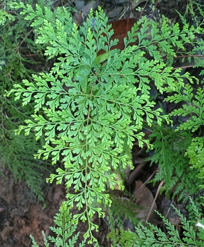 Odontosoria chinensis observed 2026-10-25