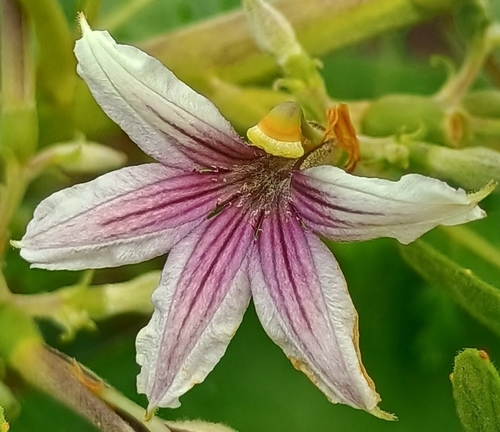 Scaevola mollis observed 2026-10-25