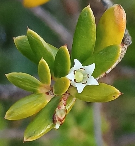 Leptecophylla tameiameiae observed 2026-10-25