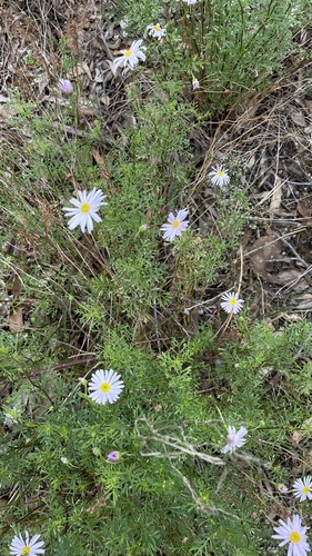 Brachyscome multifida observed 2026-10-26