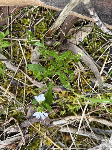 Scaevola albida observed 2026-10-26