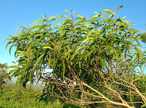 Acacia koa, 2026-10-25