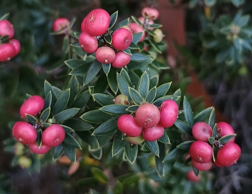 Leptecophylla tameiameiae observed 2026-10-25