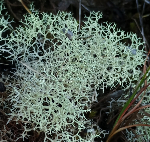 Cladonia observed 2026-10-25