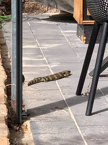 Tiliqua scincoides, 2026-10-26