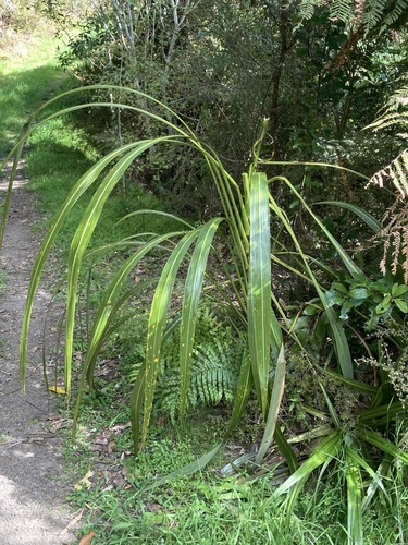 Cordyline banksii observed 2026-10-26