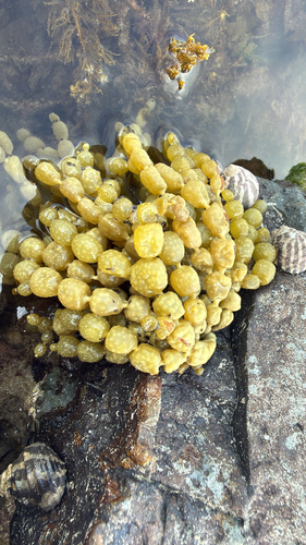 Hormosira banksii observed 2026-10-26