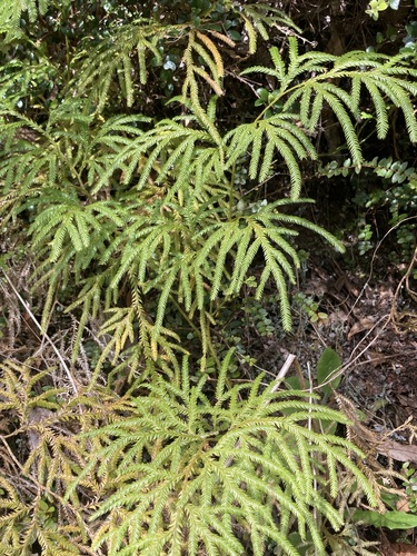 Pseudodiphasium volubile observed 2026-10-26