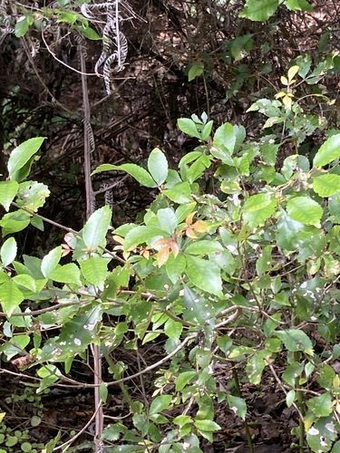 Pterophylla racemosa observed 2026-10-26