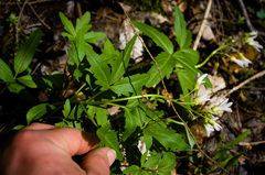 Cardamine maxima