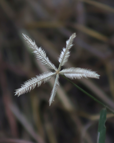 Dactyloctenium, 2026-10-25