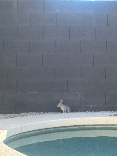 Desert Cottontail