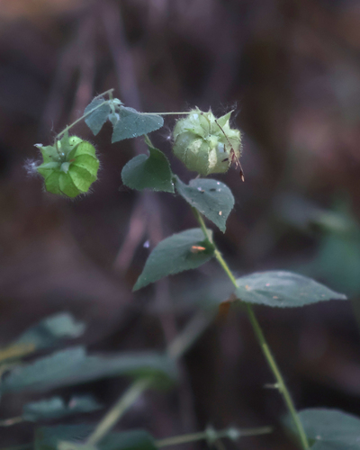 Herissantia crispa observed 2026-10-25