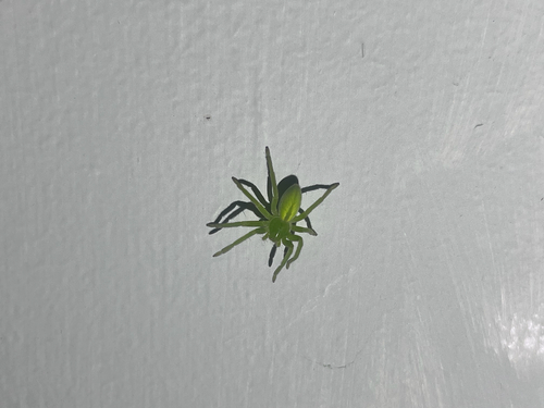 Green Huntsman Spider