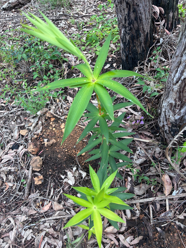 Leucopogon verticillatus, 2026-10-26