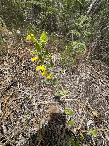 Goodenia ovata observed 2026-10-26