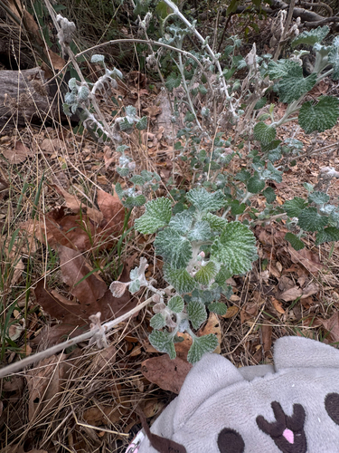 White Horehound
